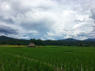 Fototapeta premium Green rice field with water and straw beside tree under white cloud and mountain. Lifestyle and view of rural country.