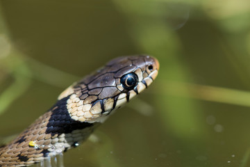 Couleuvre helvétique (Natrix helvetica)