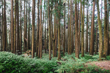 Pine trees in the forest in Alishan National Forest Recreation Area in Chiayi County, Alishan Township, Taiwan.