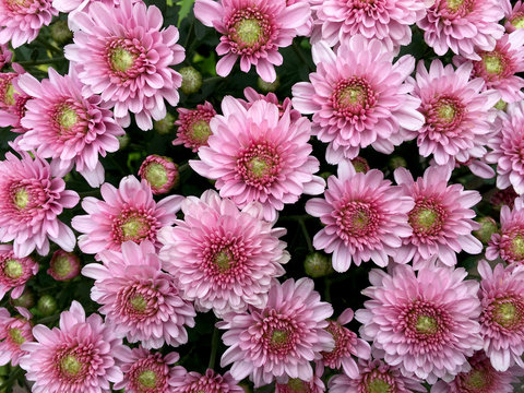 Light pink mix white chrysanths flower front view in the bouquet.