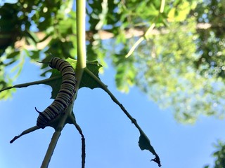 Monarch caterpillar eat tree leaf and hide sunlight under that leaf