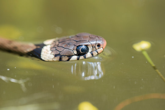 Couleuvre helv&eacute;tique (Natrix helvetica)