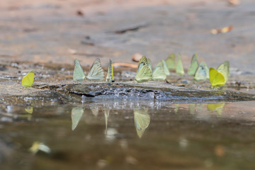 Selective focus group of Common Grass Yellow Butterflies puddling on ground in the nature background.