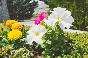 flower color and spring summer