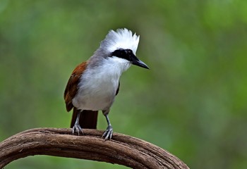 Obraz premium The summer bird of Thailand 
