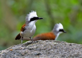 The summer bird of Thailand 