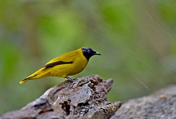 The summer bird of Thailand 