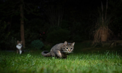 tabby domestic shorthair cat on the prowl outdoors at night. Another cat in the background is watching.