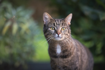 Naklejka na ściany i meble close up portrait of a tabby domestic shorthair cat in the garden looking curiously