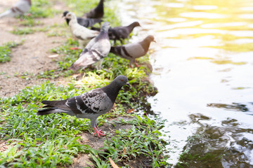 Fototapeta premium Pigeon birds looking for food around the pond, birds at the park in Thailand, outdoor day light