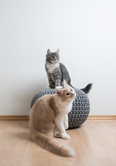 two playful maine coon kittens looking curiously. One cat is sitting on a pouffe