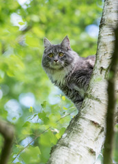 young blue tabby maine coon cat on birch tree looking curiously