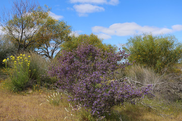 In spring flowering shrub Keraudrenia velutina in front of yellow flowering wattle trees (Acacia) in the Western Australian bushland near Merredin