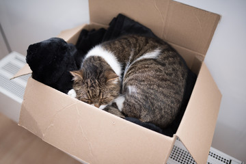 tabby white british shorthair  cat sleeping in a cardboard  box standing on radiator