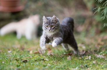 Naklejka na ściany i meble playful young blue tabby maine coon cat jumping around in the garden hunting cat's toy