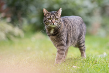outdoor portrait of tabby domestic shorthair cat standing on meadow looking at camera
