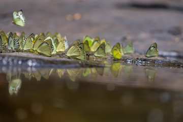 Selective focus group of Common Grass Yellow Butterflies puddling on ground in the nature background.