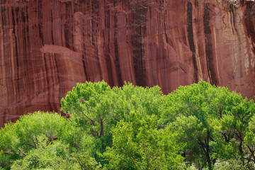 Fototapeta na wymiar Desert varnish cliff face and cottonwood trees at Capitol Reef, Utah.