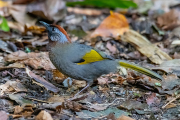 Silver-eared Laughingthrush perching on ground with dried leaves finding for insect
