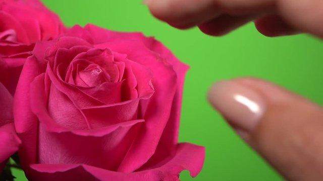Close-up view of female hand touching beautiful pink rose flower gently isolated at green background.