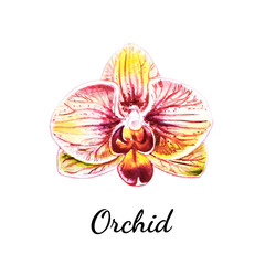 Beautiful single orange orchid flower. Watercolor painting. Exotic plant. Floral print. Botanical composition. Wedding and birthday. Greeting card. Flower painted background. Hand drawn illustration.