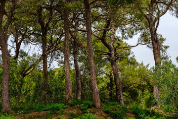 Pines in the park in summer close-up.