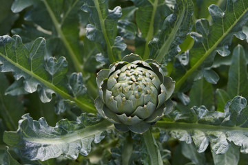 Green artichoke growing in garden, close up view