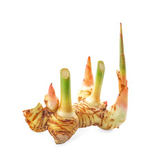 Greater galangal isolated on the white background