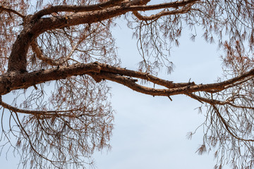 Dry pine in the park in summer close-up.