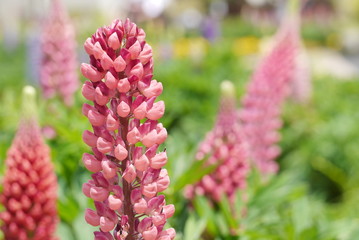 鮮やかなピンクのルピナス