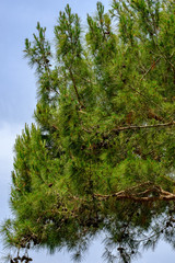 Fototapeta premium Pines in the park in summer close-up.