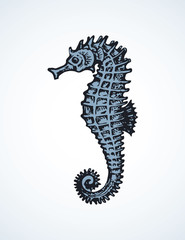 Sea Horse. Vector drawing