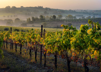Naklejka premium typical Tuscany countryside landscape; sunset over rolling hills