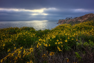 California Super Bloom of 2017, Rancho Palos Verdes