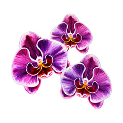 Tree beautiful purple orchid flowers. Watercolor painting. Exotic plant. Floral print. Botanical composition. Wedding and birthday. Greeting card. Flower painted background. Hand drawn illustration.