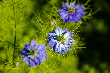 Close up of ragged lady flowers (Latin: Nigella Damascena, family of Ranunculaceae).