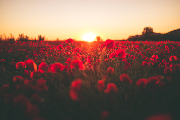 Amore in un campo di fiori papaveri rossi al tramonto.