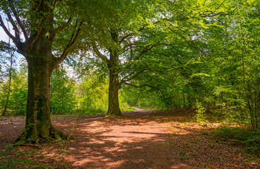 Naklejka premium Path in a sunny forest in sunlight in spring