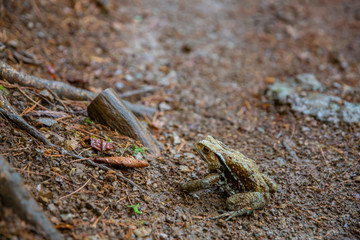 山中にいたヒキガエル