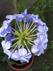 fiore di plumbago