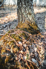 a tree overgrown with moss, an infected tree. diseases of trees