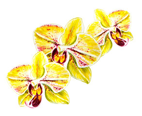 Tree beautiful yellow orchid flowers. Watercolor painting. Exotic plant. Floral print. Botanical composition. Wedding and birthday. Greeting card. Flower painted background. Hand drawn illustration.