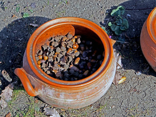 old clay broken pottery with acorns and oak leaves inside on the ground in the yard of a roadside...
