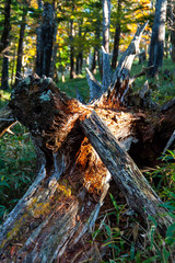 快晴の大台ケ原で撮影した朽ち果てる木