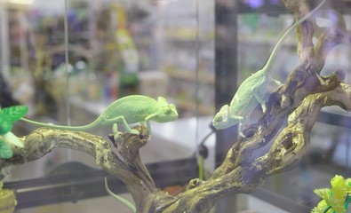 chameleon on a branch