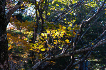 Obraz premium 快晴の大台ケ原で撮影した森