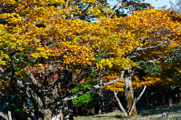 快晴の大台ケ原で撮影した黄色く染まった木