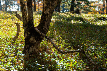 快晴の大台ケ原で撮影した森の中