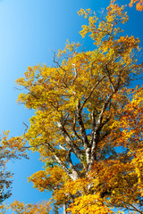 快晴の大台ケ原で撮影した鮮やかな色の木