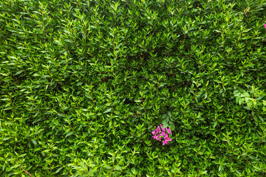 Natural decorative organic fence of green fresh trees growing outdoors. Small bunch of cute pink flowers among healthy green foliage. Horizontal flatlay  color photography.